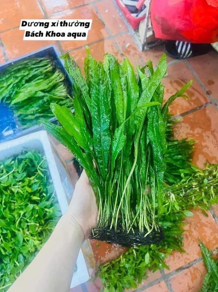 Dương xỉ thường